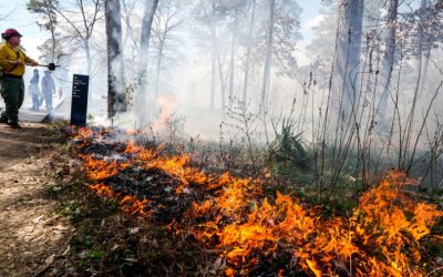 Travis County wildfire prevention program targets builders, landscapers and homeowners
