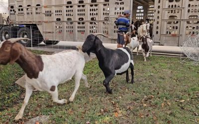 Goats back in Pflugerville to help manage vegetation in city parks